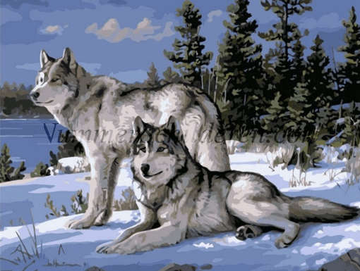 2 wolven in sneeuw
