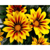Vier open gele paardenbloemen