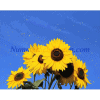 Gele paardenbloem met blauwe lucht