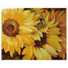 Gele paardenbloemen closeup