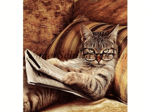 lezende kat
