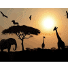 Olifant, giraffe en vogels