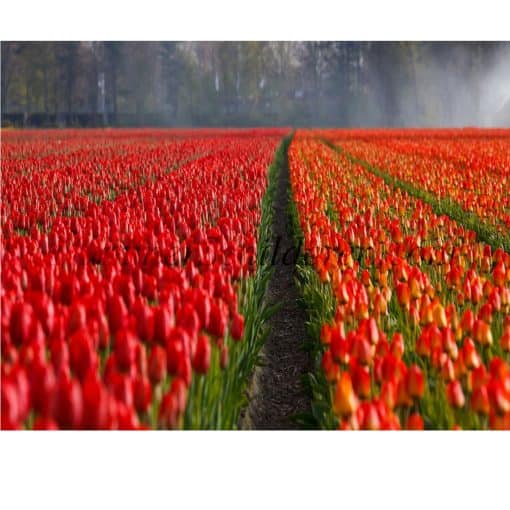 rode tulpen pad