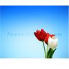 Rood witte tulp