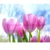 Roze tulpen