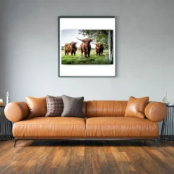 Schilderen op nummer Schotse hooglander – Drie Schotse hooglanders in de wei als sfeerimpressie aan de muur