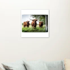 Schilderen op nummer Schotse hooglander – Drie Schotse hooglanders in de wei als sfeerimpressie aan de muur