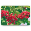 Schilderen op nummer – Bessen aan de boom – SEOS Shop ®