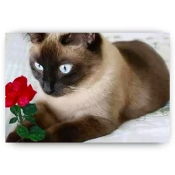 Schilderen op nummer – Bruine kat met roos – SEOS Shop ®