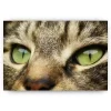 Schilderen op nummer – Close up van Kat – SEOS Shop ®