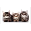 Schilderen op nummer – Drie Katten Op Een Rij – SEOS Shop ®