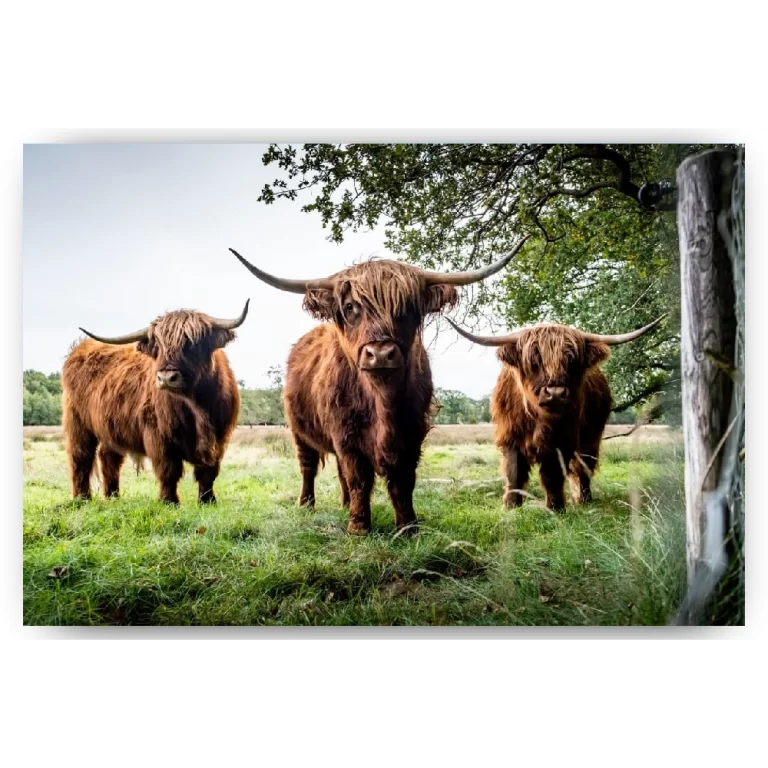 Schilderen op nummer Schotse hooglander – Drie Schotse hooglanders in de wei – SEOS Shop ®