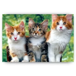 Schilderen op nummer – Drie katten – SEOS Shop ®