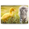 Schilderen op nummer – Eend speelt met kat – SEOS Shop ®