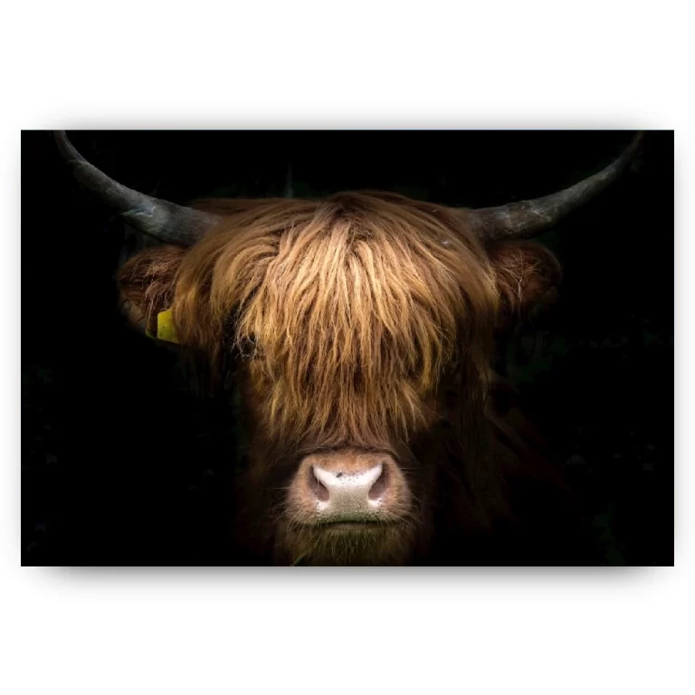 Schilderen op nummer Schotse hooglander – Fantastisch portret van een Schotse hooglander – SEOS Shop ®