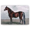 Schilderen op nummer – Het majestueuze paard – SEOS Shop ®