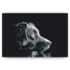 Schilderen op nummer – Het uitzicht van de hond – SEOS Shop ®
