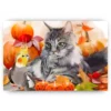 Schilderen op nummer – Kat – SEOS Shop ®