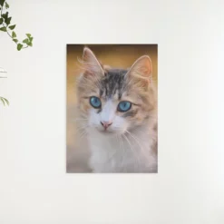 Schilderen op nummer – Kitten met blauwe ogen – SEOS Shop ®