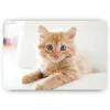 Schilderen op nummer – Kleine kitten in een stoel – SEOS Shop ®
