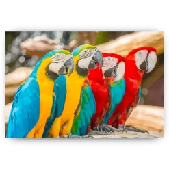 Schilderen op nummer – Kleurrijke Makaw papegaaien – SEOS Shop ®