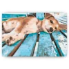 Schilderen op nummer – Luie hond – SEOS Shop ®