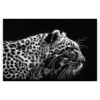 Schilderen op nummer – Luipaard zwart wit – SEOS Shop ®