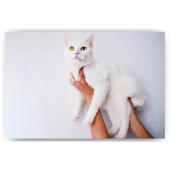 Schilderen op nummer – Pakket Witte kat – SEOS Shop ®