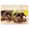 Schilderen op nummer – Puppies – SEOS Shop ®