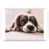 Schilderen op nummer – Schattig hondje – SEOS Shop ®