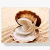 Schilderen op nummer – Pakket Schelpen en Parels – SEOS Shop ®