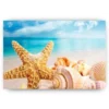 Schilderen op nummer – Schelpen strand – SEOS Shop ®
