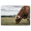 Schilderen op nummer Schotse hooglander – Hooglander grazend in het New Forest park – SEOS Shop ®