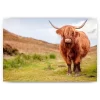 Schilderen op nummer Schotse hooglander – Krachtige Schotse hooglandkoe op het eiland Skye – SEOS Shop ®