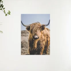 Schilderen op nummer Schotse hooglander – Portret van de bijzondere Schotse hooglander – SEOS Shop ®