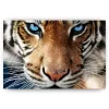 Schilderen op nummer – Tijger Met Blauwe Ogen – SEOS Shop ®