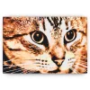 Schilderen op nummer – Tijgerkat – SEOS Shop ®