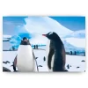 Schilderen op nummer – Twee rustende pinguïns – SEOS Shop ®