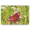 Schilderen op nummer – Vlinder in het gras – SEOS Shop ®
