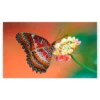Schilderen op nummer – Vlinder op bloem – SEOS Shop ®