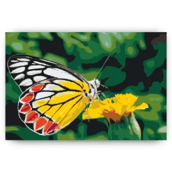 Schilderen op nummer – Vlinder op gele bloem – SEOS Shop ®