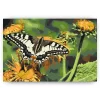 Schilderen op nummer – Vlinder op paardenbloem – SEOS Shop ®