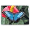 Schilderen op nummer – Vlinder op rode bloem – SEOS Shop ®