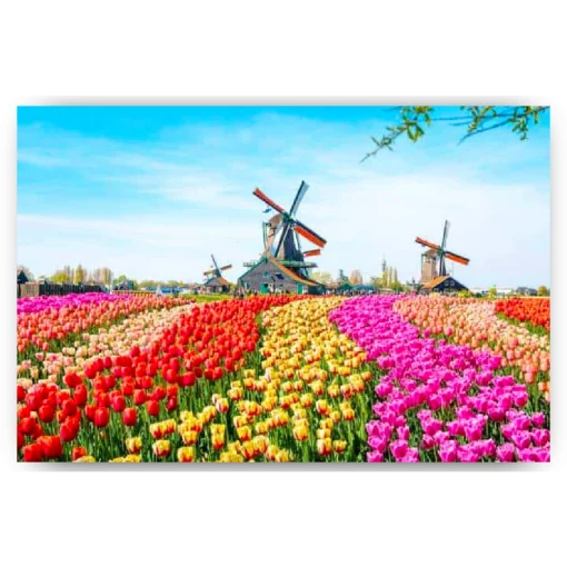 Schilderen op nummer – Windmolens met Nederlandse tulpen – SEOS Shop ®