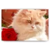 Schilderen op nummer – Witte Kat met Roos – SEOS Shop ®