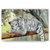 Schilderen op nummer – Witte Tijger – SEOS Shop ®