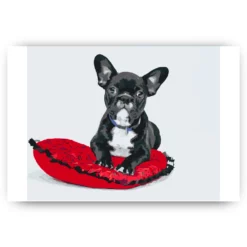 Schilderen op nummer – Zwarte bulldog op een kussen – SEOS Shop ®