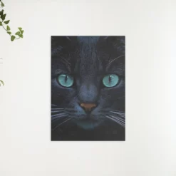 Schilderen op nummer – Zwarte kat en blauwe ogen – SEOS Shop ®