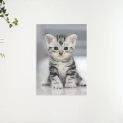 Schilderen op nummer – Grijze kitten – SEOS Shop ®