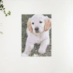 Schilderen op nummer – Labrador puppy – SEOS Shop ®
